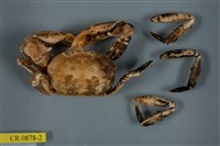 藏品(長手隆背蟹)的圖片